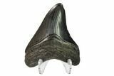 Nice, Fossil Megalodon Tooth - Georgia #145426-2